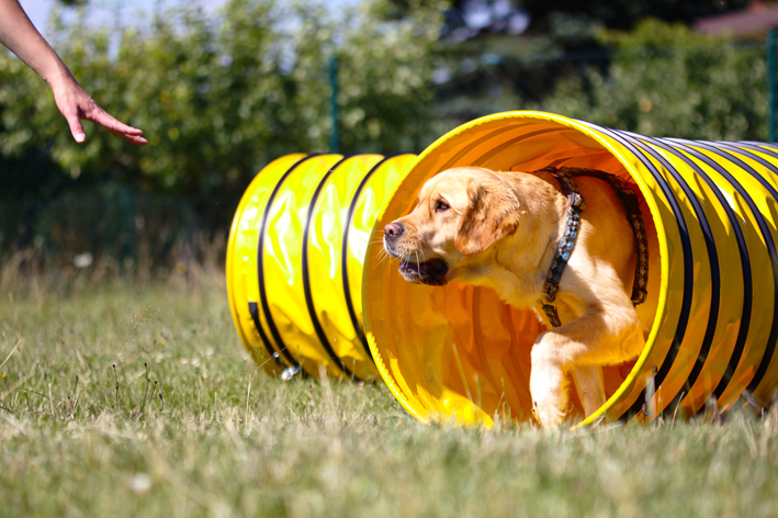 Hundeschule Ilmenau Agility Das Pfotencollege