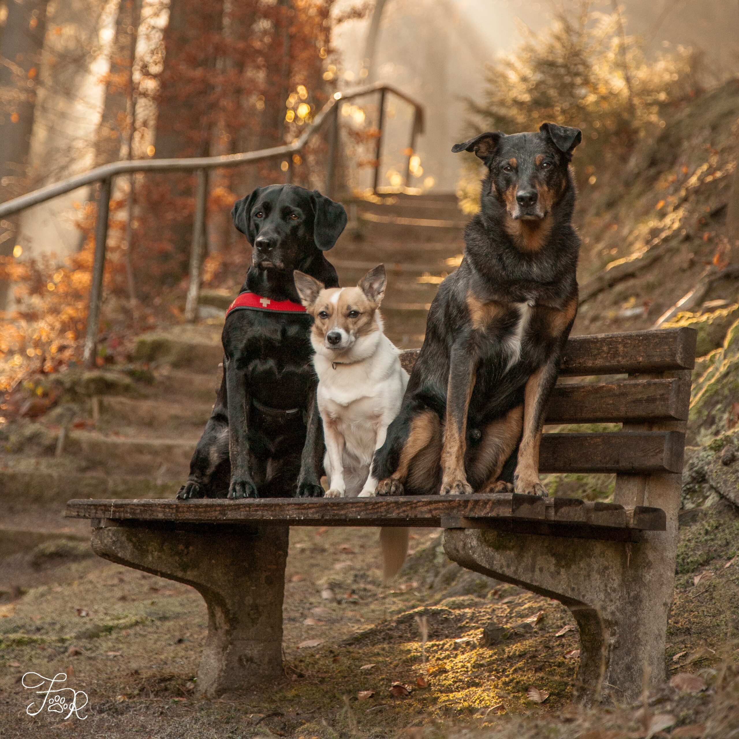 Trainingsspaziergang